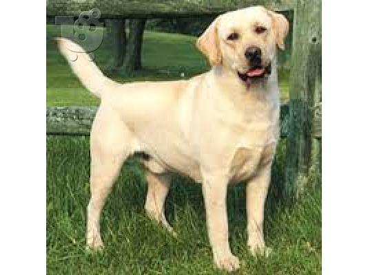 PoulaTo: Κανις καθαροαιμο κουταβακι